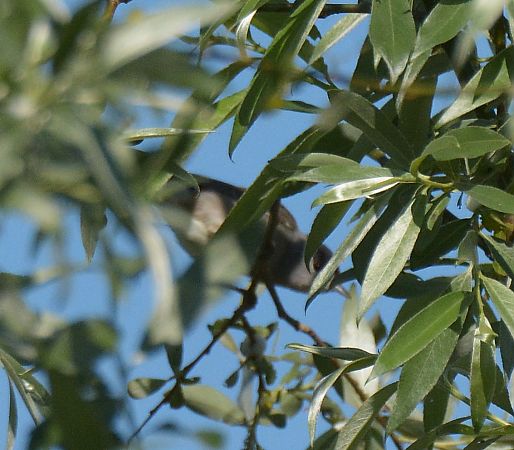 Capinera  - Simona Corbellini