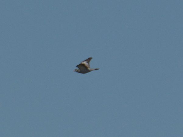 Colombella  - Simona Corbellini