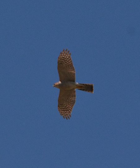 Sparviere  - Simona Corbellini