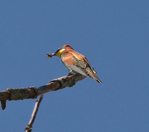 Gruccione  - Simona Corbellini