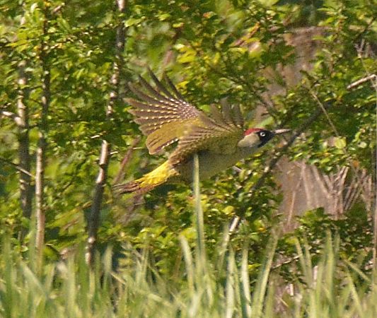 Picchio verde  - Simona Corbellini