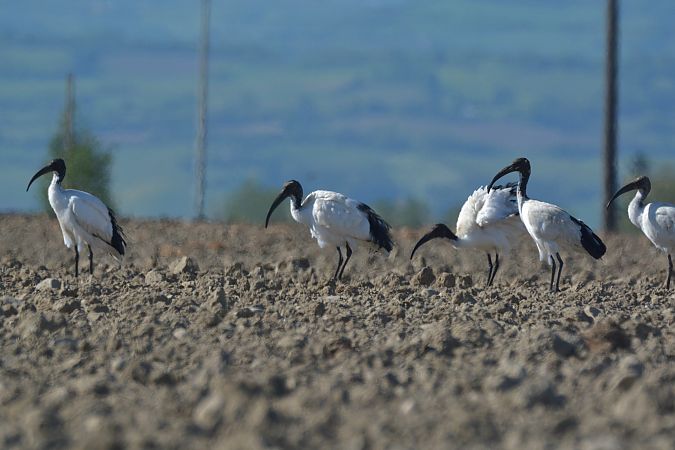 Ibis sacro  - Simona Corbellini