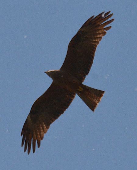 Nibbio bruno  - Simona Corbellini