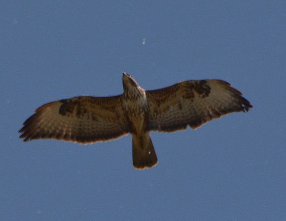 Poiana  - Simona Corbellini