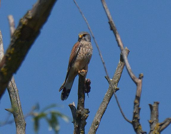 Gheppio  - Simona Corbellini