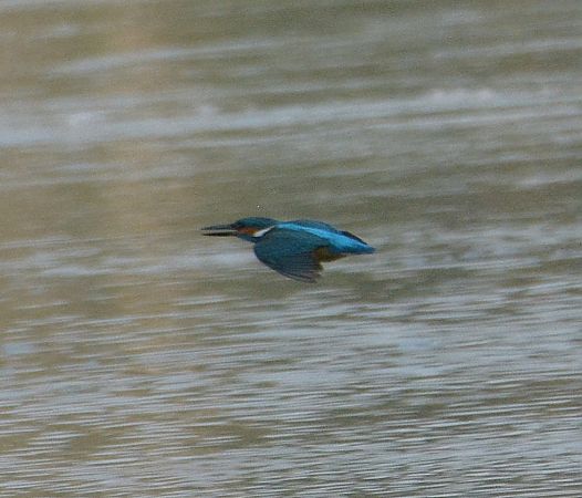 Martin pescatore  - Simona Corbellini