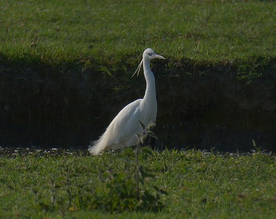 Seidenreiher  - Simona Corbellini