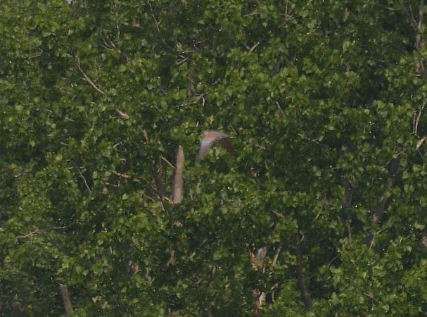 Tortora selvatica  - Simona Corbellini