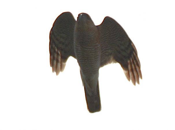 Sparviere  - Simona Corbellini