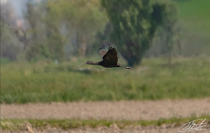 Mignattaio  - Alberto Calcaterra