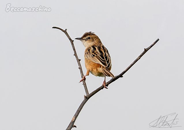 Beccamoschino  - Alberto Calcaterra