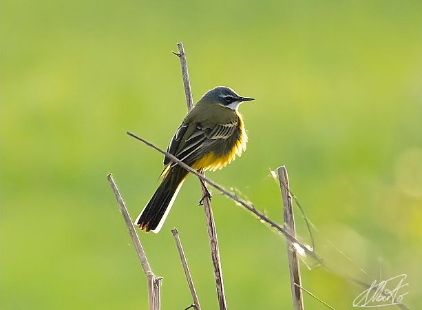 Cutrettola  - Alberto Calcaterra