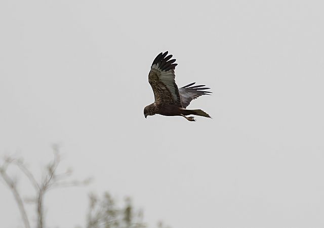 Falco di palude  - Alberto Calcaterra