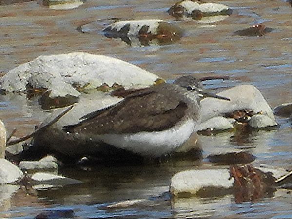 Piro-piro culbianco  - Horst Schlüter