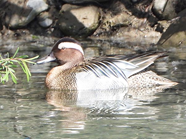 Marzaiola  - Horst Schlüter