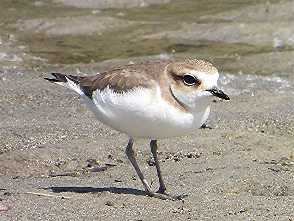 Fratino  - Horst Schlüter