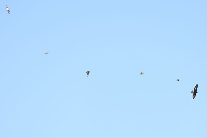 Poiana  - Giancarlo Silveri