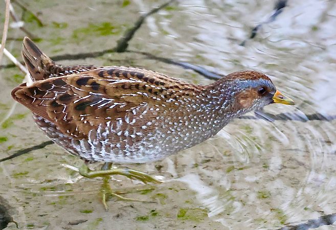 Voltolino  - Renzo Storer