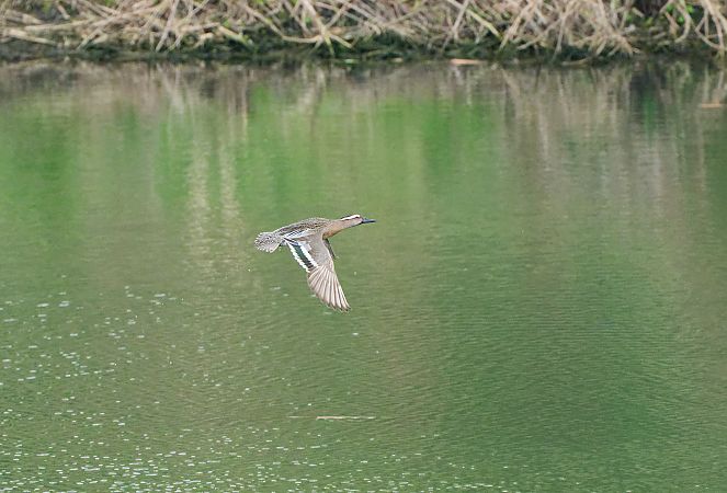 Marzaiola  - Nicola Marchioli