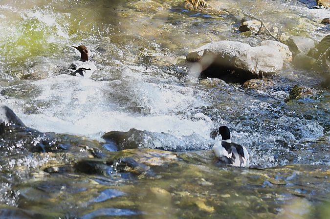 Smergo maggiore  - Francesco Marescotti