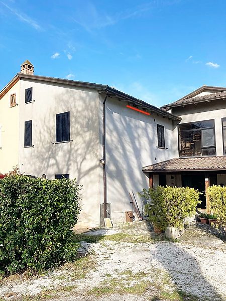 Hirondelle de fenêtre  - Laura Falcinelli