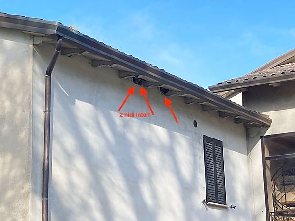 Balestruccio  - Laura Falcinelli