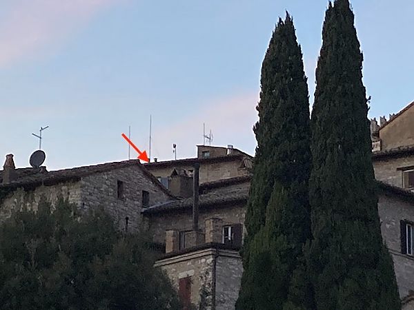 Rondone comune  - Laura Falcinelli