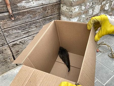 Rondone comune  - Laura Falcinelli