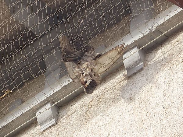 Piccione domestico  - Laura Falcinelli