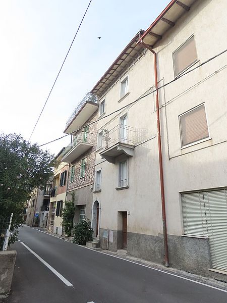 Piccione domestico  - Laura Falcinelli