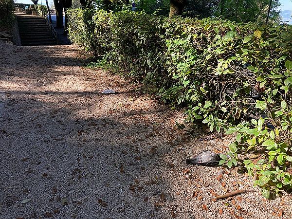 Piccione domestico  - Laura Falcinelli