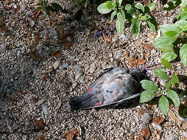 Piccione domestico  - Laura Falcinelli