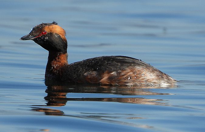 Svasso cornuto  - Matteo Faggi