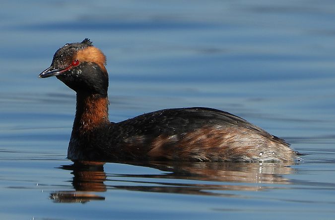 Svasso cornuto  - Matteo Faggi