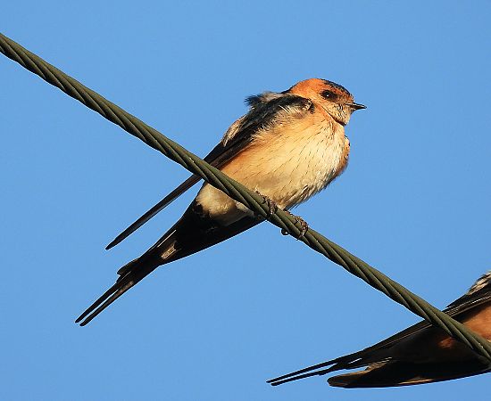 Hirondelle rousseline  - Matteo Faggi