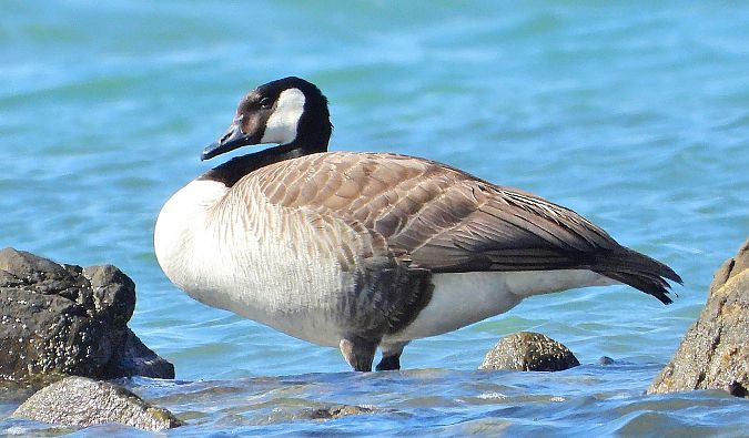 Kanadagans  - Matteo Faggi