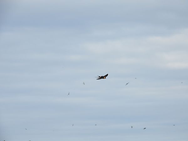 Rondine rossiccia  - Dario Salemi