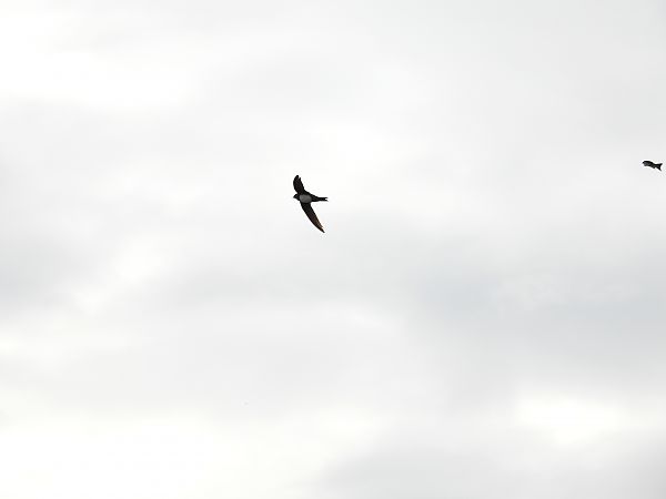 Rondone maggiore  - Dario Salemi