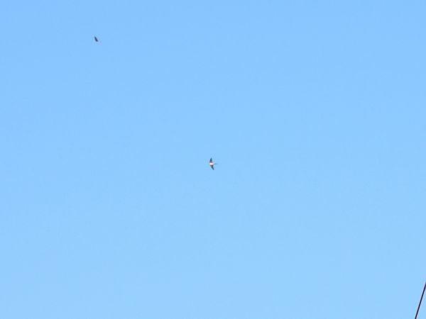 Rondine rossiccia  - Dario Salemi