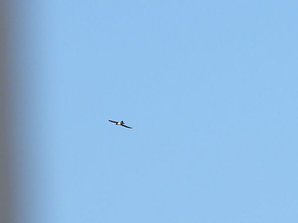 Rondone maggiore  - Dario Salemi