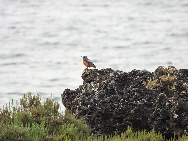 Codirossone  - Dario Salemi