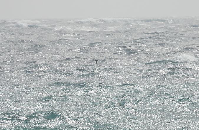 Succiacapre  - Dario Salemi