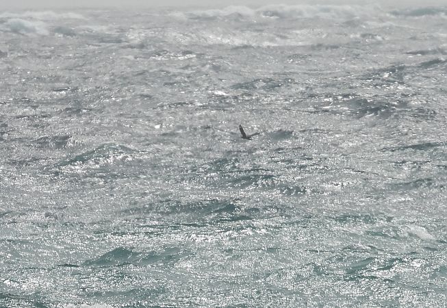 Ziegenmelker  - Dario Salemi