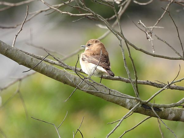 Monachella occidentale  - Dario Salemi