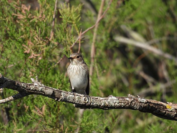 Pigliamosche  - Dario Salemi