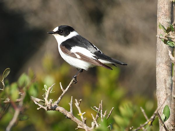 Balia dal collare  - Dario Salemi
