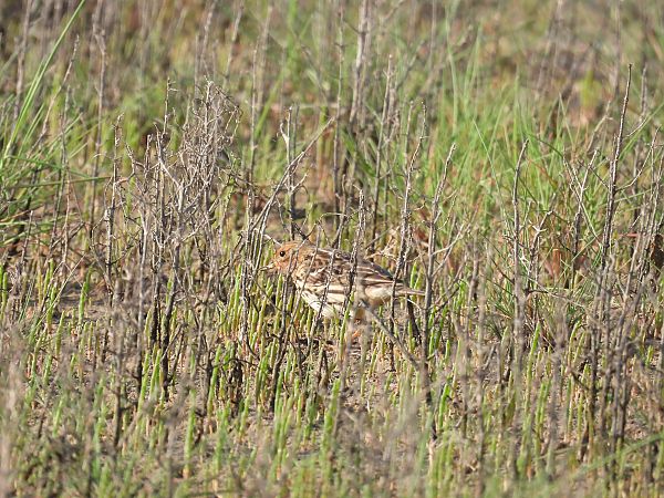 Pispola golarossa  - Dario Salemi