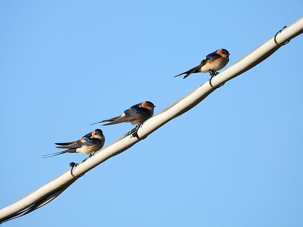 Rondine rossiccia  - Dario Salemi