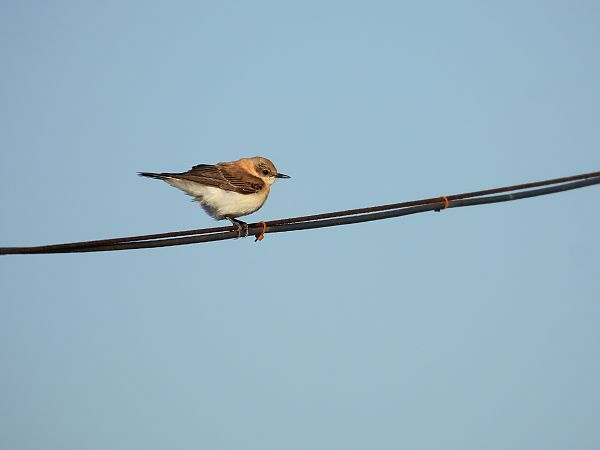 Monachella orientale  - Dario Salemi