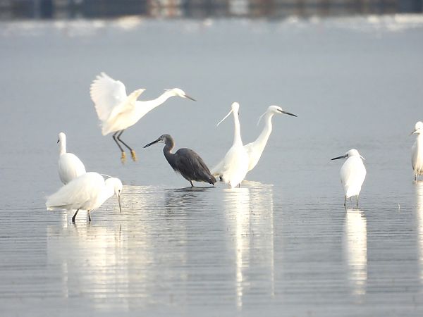 Airone schistaceo  - Dario Salemi